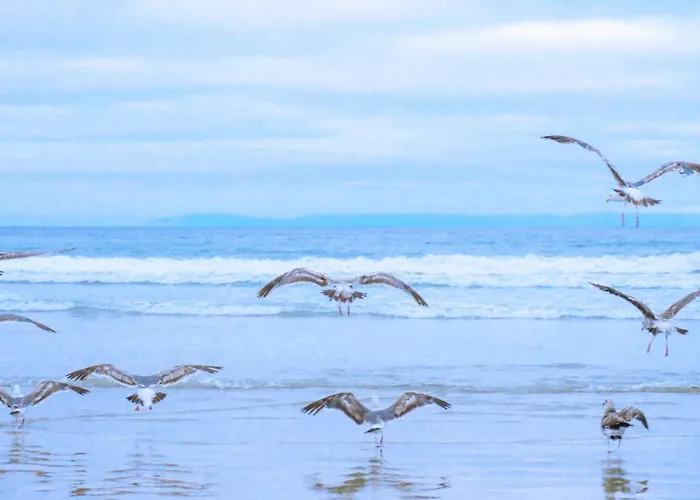 De Zilverreiger Op Semesterbostad *